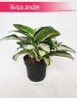 Aglaonema Aquamarina, Aglonema Aquamarina  4