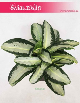 Aglaonema Aquamarina, Aglonema Aquamarina, duże rosliny egzotyczne, duże kwiaty doniczkowe