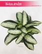 Aglaonema Aquamarina, Aglonema Aquamarina, duże rosliny egzotyczne, duże kwiaty doniczkowe