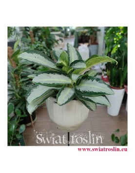 Aglaonema Aquamarina, Aglonema Aquamarina, duże rośliny doniczkowe, wielkie rośliny do domu