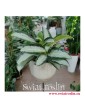 Aglaonema Aquamarina, Aglonema Aquamarina, duże rośliny doniczkowe, wielkie rośliny do domu