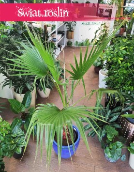 Palma Washingtonia Robusta, Palma Waszyngtonia Robusta, Washingtonia Robusta, Waszyngtonia Robusta 3