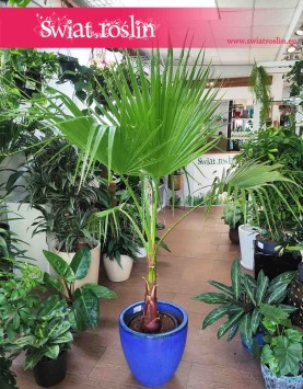 Palma Washingtonia Robusta, Palma Waszyngtonia Robusta, Washingtonia Robusta, Waszyngtonia Robusta 4