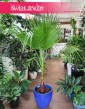 Palma Washingtonia Robusta, Palma Waszyngtonia Robusta, Washingtonia Robusta, Waszyngtonia Robusta 4