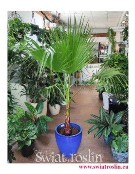 Palma Washingtonia Robusta, Palma Waszyngtonia Robusta, Washingtonia Robusta, Waszyngtonia Robusta, duże roślny doniczkowe