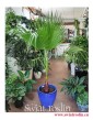 Palma Washingtonia Robusta, Palma Waszyngtonia Robusta, Washingtonia Robusta, Waszyngtonia Robusta, duże roślny doniczkowe