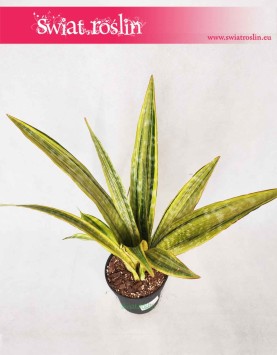 Sansevieria Lauren, Sansewieria Lauren, Wężownica, rośliny tropikalne, egzotyczne, sklep online