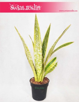 Sansevieria Lauren, Sansewieria Lauren, Wężownica 4