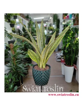 Sansevieria Lauren, Sansewieria Lauren, Wężownica, duże rośliny doniczkowe, duże kwiaty doniczkowe