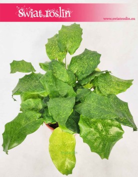 Calathea Network, Kalatea Network, Ostrzeszyn, rosliny tropikalne, rosliny egzotyczne, sklep online z roslinami