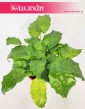 Calathea Network, Kalatea Network, Ostrzeszyn, rosliny tropikalne, rosliny egzotyczne, sklep online z roslinami