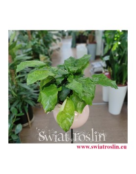 Calathea Network, Kalatea Network, Ostrzeszyn, tropikalne - egzotyczne rośliny doniczkowe
