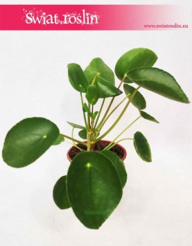 Pieniążek, Pilea, Chińska roślina pieniężna, Roślina misyjna, Pilea peperomioides, rośliny do mieszkania , rośliny na parapet