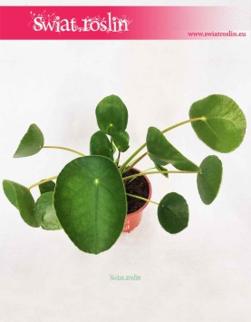 Pieniążek, Pilea, Chińska roślina pieniężna, Roślina misyjna, Pilea peperomioides 4