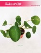 Pieniążek, Pilea, Chińska roślina pieniężna, Roślina misyjna, Pilea peperomioides 4