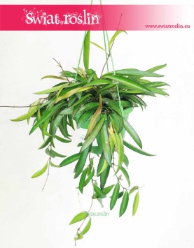 Hoya Wayetii, Hoja Wayetii 2