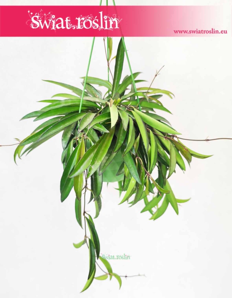 Hoya Wayetii, Hoja Wayetii