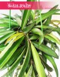 Hoya Wayetii, Hoja Wayetii, rosliny doniczkowe, sklep online z roslinami doniczkowymi