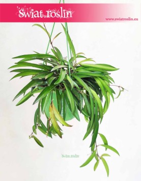 Hoya Wayetii, Hoja Wayetii 4