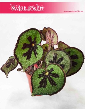 Begonia Masonia Mountain, modne rosliny doniczkowe, rośliny na parapet