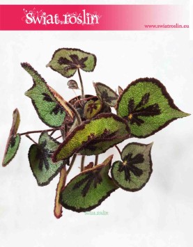Begonia Masonia Mountain 3