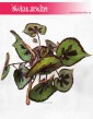 Begonia Masonia Mountain 3