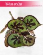 Begonia Masonia Mountain 2