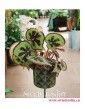 Begonia Masonia Mountain, sklep z roslinami, internetowy sklep z roślinami, sklep z roslinami online