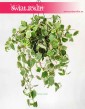 Peperomia Scandens Variegata 4