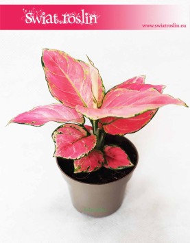 Aglaonema Pink Star, Aglonema Pink Star, Różowa aglonema 2