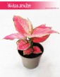 Aglaonema Pink Star, Aglonema Pink Star, Różowa aglonema 2