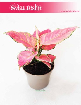 Aglaonema Pink Star, Aglonema Pink Star, Różowa aglonema 3