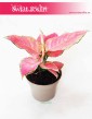 Aglaonema Pink Star, Aglonema Pink Star, Różowa aglonema 3