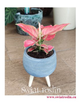 Aglaonema Pink Star, Aglonema Pink Star, Różowa aglonema, kolekcjonerskie rośliny doniczkowe, internetowy sklep z roślinami