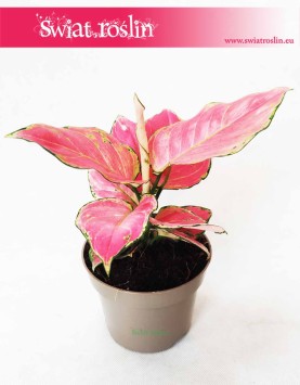 Aglaonema Pink Star, Aglonema Pink Star, Różowa aglonema 4