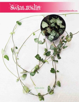 Ceropegia Woodii String of Spades, Ceropegia Wooda String of Spades 3