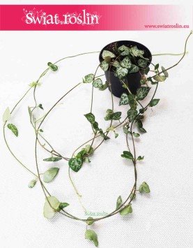 Ceropegia Woodii String of Spades, Ceropegia Wooda String of Spades 4