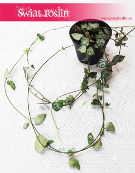 Ceropegia Woodii String of Spades, Ceropegia Wooda String of Spades 2