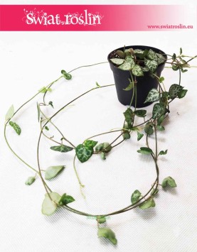 Ceropegia Woodii String of Spades, Ceropegia Wooda String of Spades 5
