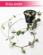 Ceropegia Woodii String of Spades, Ceropegia Wooda String of Spades 5