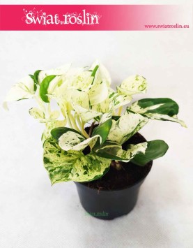 Scindapsus Happy Leaf sklep w Krakowie, Epipremnum Happy Leaf