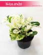 Scindapsus Happy Leaf sklep w Krakowie, Epipremnum Happy Leaf