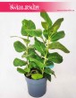 Fikus Bengalski Sunshine, Ficus Benghalensis Sunshine, Figowiec Bengalski Sunshine, Ficus Bengalski Sunshine