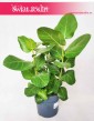 Figowiec Bengalski Sunshine, Ficus Bengalski Sunshine 2