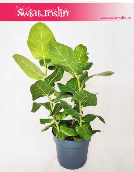 Figowiec Bengalski Sunshine, Ficus Bengalski Sunshine