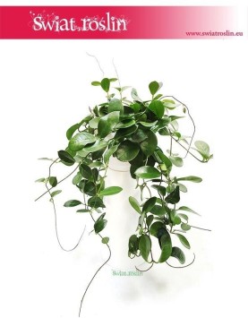Hoja Australijska, Hoya Australis, Woskownica 3