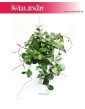 Hoja Australijska, Hoya Australis, Woskownica 2