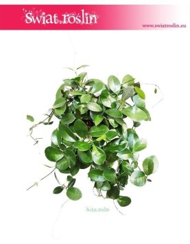 Hoja Australijska, Hoya Australis, Woskownica