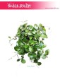 Hoja Australijska, Hoya Australis, Woskownica