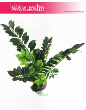 Zamioculcas sztuczny, Zamiokulkas sztuczny  3